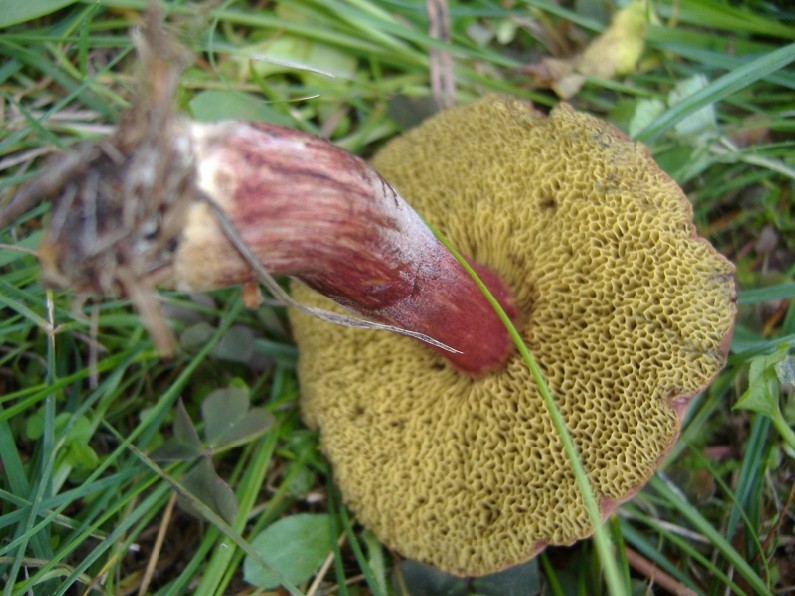 Boletus 2